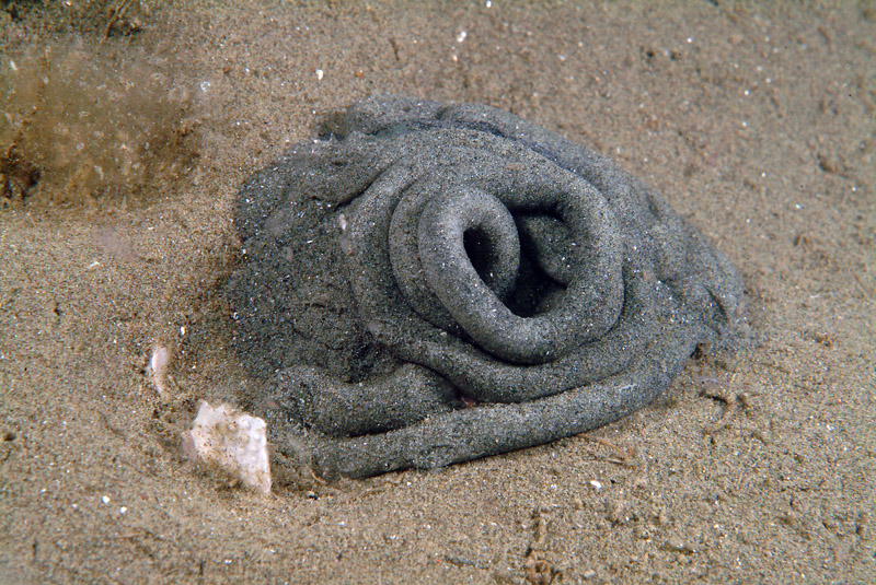 Feci di Arenicola